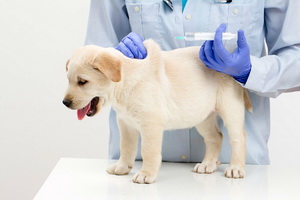 Противопоказания для вакцинации собак thumbnail