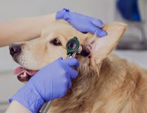 лечение собак в клинике VetaClinic