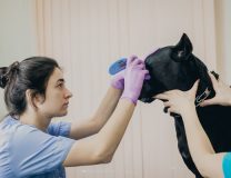 лечение собак в клинике VetaClinic