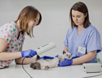 лечение кошек в клинике VetaClinic