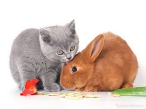 Вакцинация животных