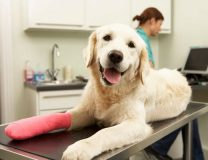 лечение собак в клинике VetaClinic