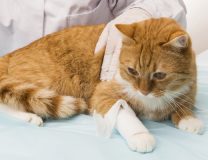 лечение кошек в клинике VetaClinic
