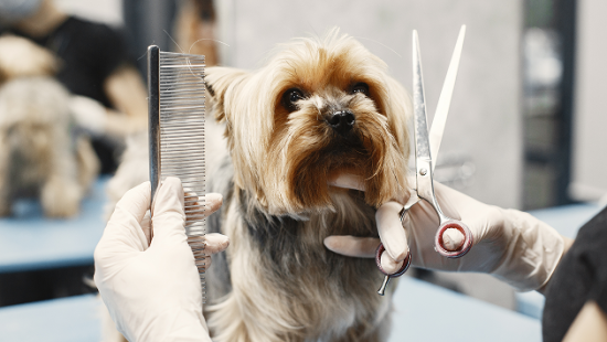 Новогодний груминг, стрижка собак и кошек