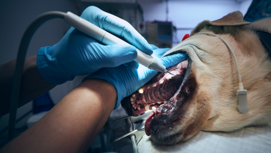 Ультразвуковая чистка зубов