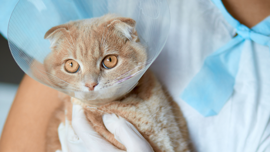 Льготная стерилизация 22 марта