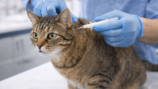 Чипирование ваших питомцев