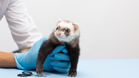 Прием специалиста по экзотическим животным!!!