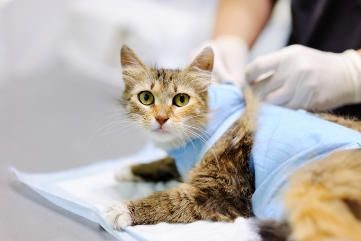 Льготная стерилизация и кастрация кошек