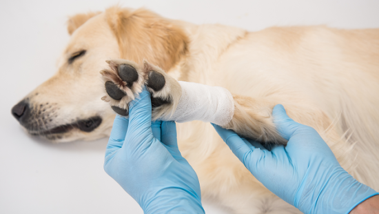 Прием хирурга-ортопеда