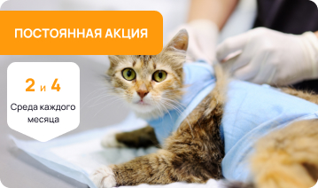 Льготная стерилизация и кастрация кошек