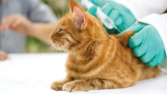 Нужно ли делать прививки котам? - Vetaclinic