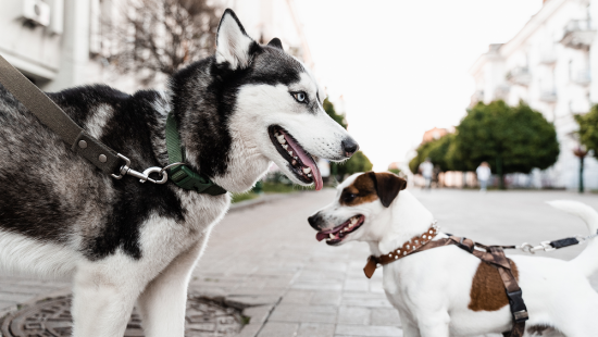 Породные заболевания собак