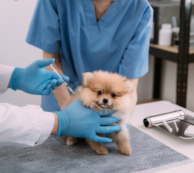 Вакцинация