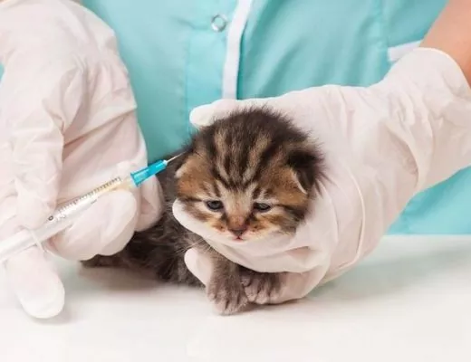 ветеринар лечит котенка