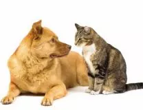 лечение домашних животных