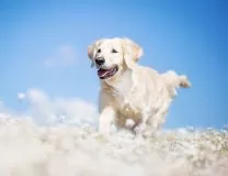 счастливая собака