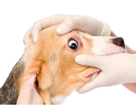 лечение глаз собаки