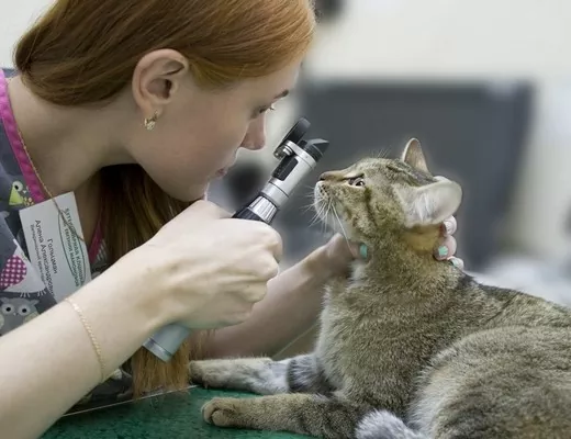 обследование глаз у кошки