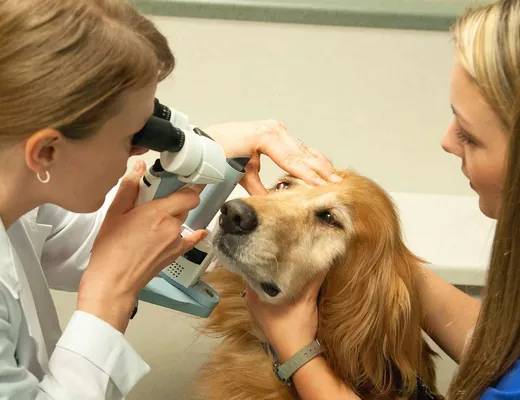 обследование глаз у собак