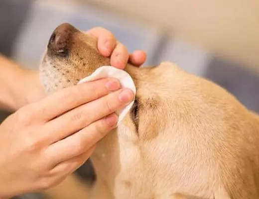 офтальмология для собак в Новосибирске