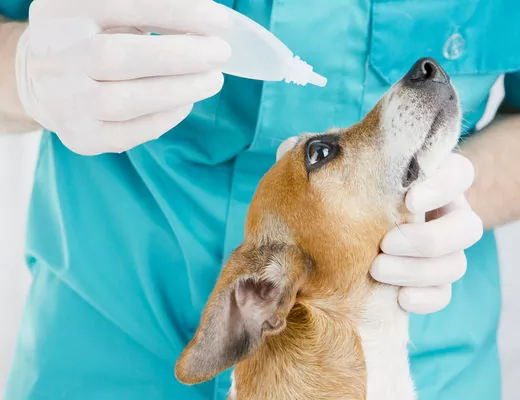 офтальмология для собак