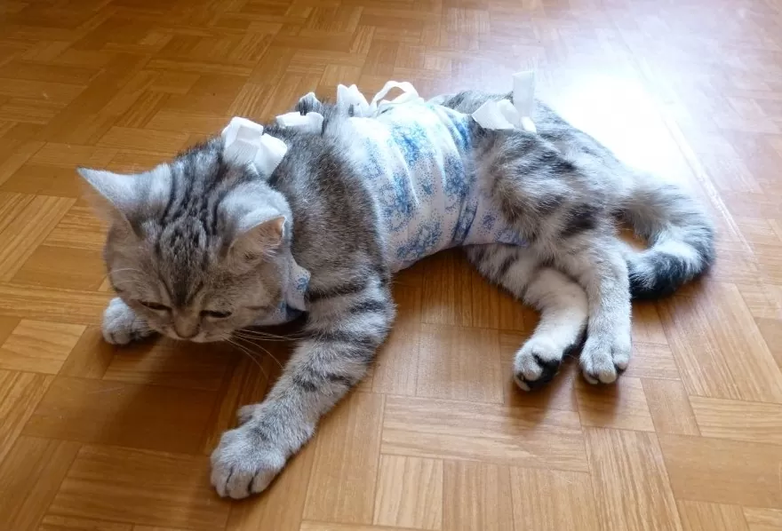 лечение онкологии у кошек