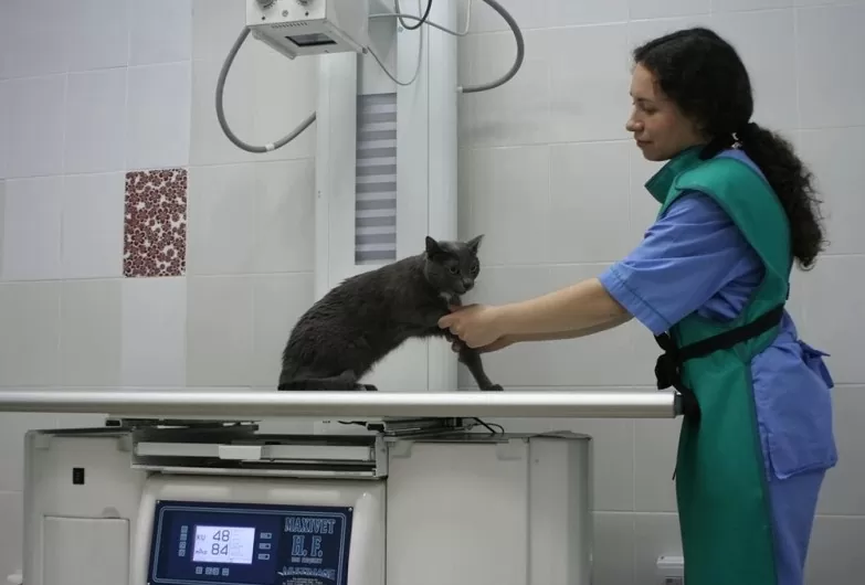 услуги рентгена в VetaClinic