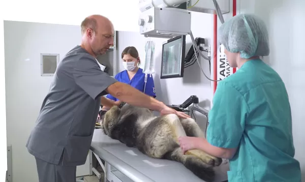 услуги рентгена для домашних животных в VetaClinic