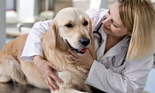лечение собаки в VetaClinic