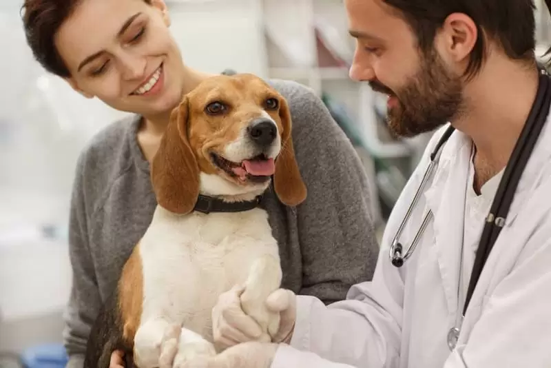 лечение собаки в Новосибирске в VetaClinic