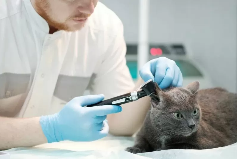 ветеринар обследует кошку