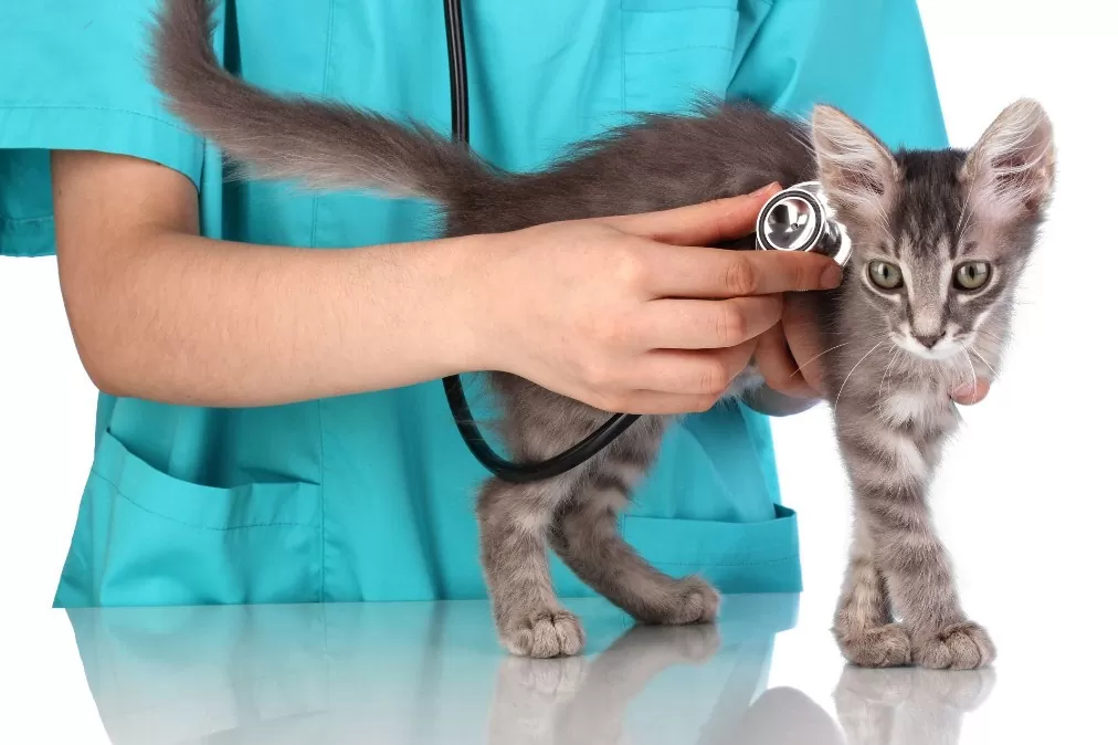 ветеринар обследует котенка
