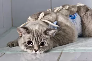 кошка после процедуры