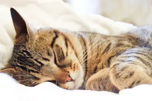 Кастрация кота