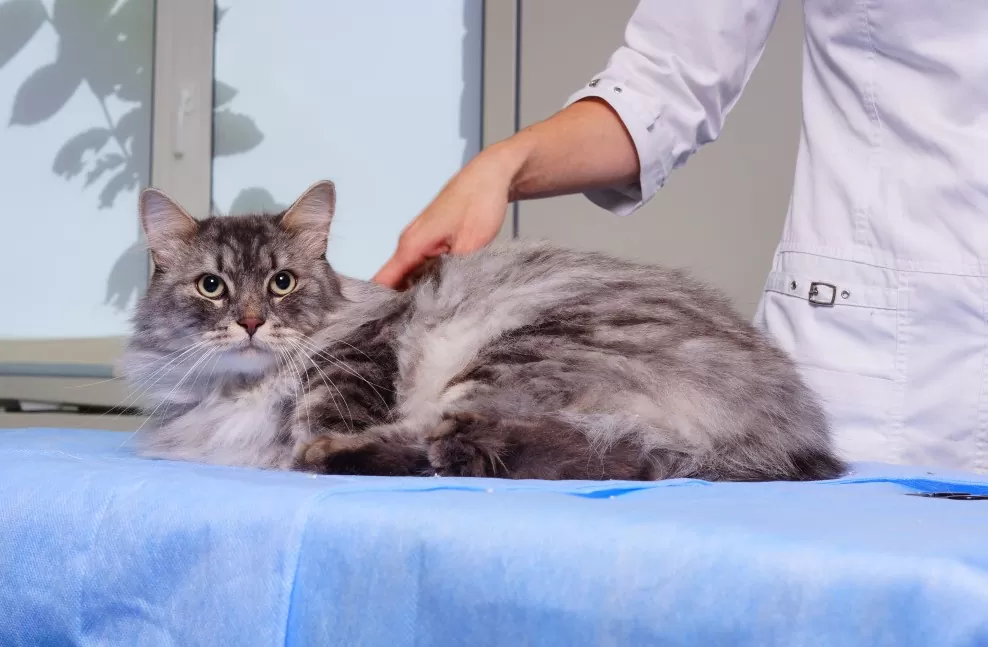 кастрирование котов в VetaClinic