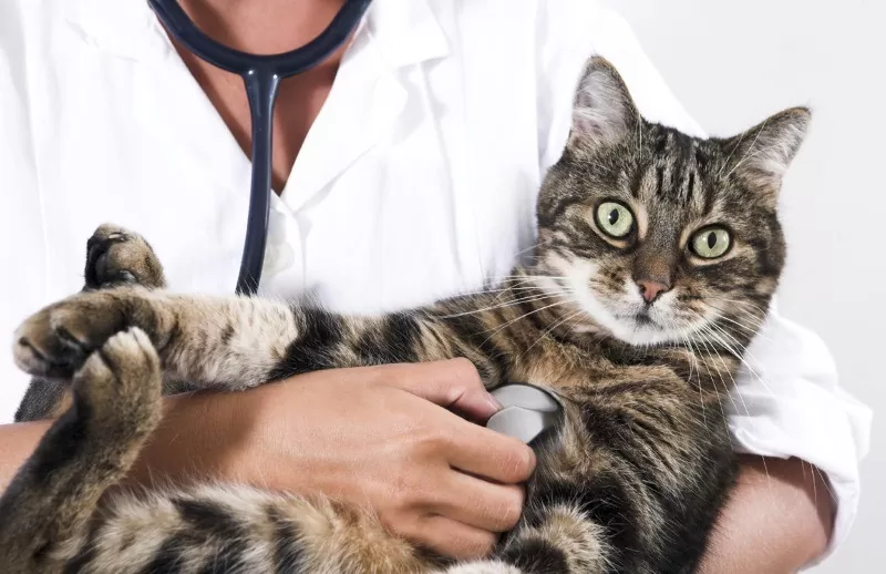 кастрация котов в ветклинике VetaClinic