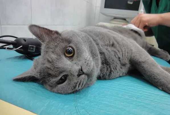 кастрация котов в VetaClinic