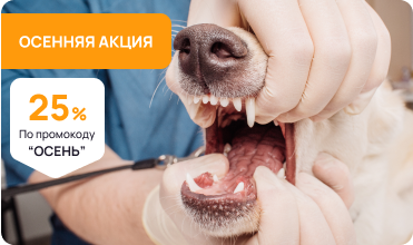 осенняя акция в ветклинике VetaClinic